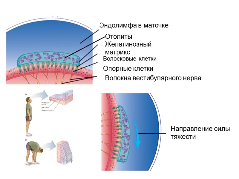 Эндолимфа в маточке Желатинозный матрикс Волосковые клетки Опорные клетки Волокна вестибулярного нерва Направление силы